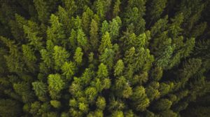 Trees filter air pollution or not